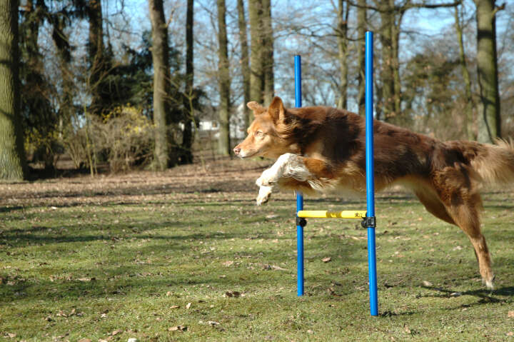 dobar Agility Hürden- und Sprung-Set 3-teilig